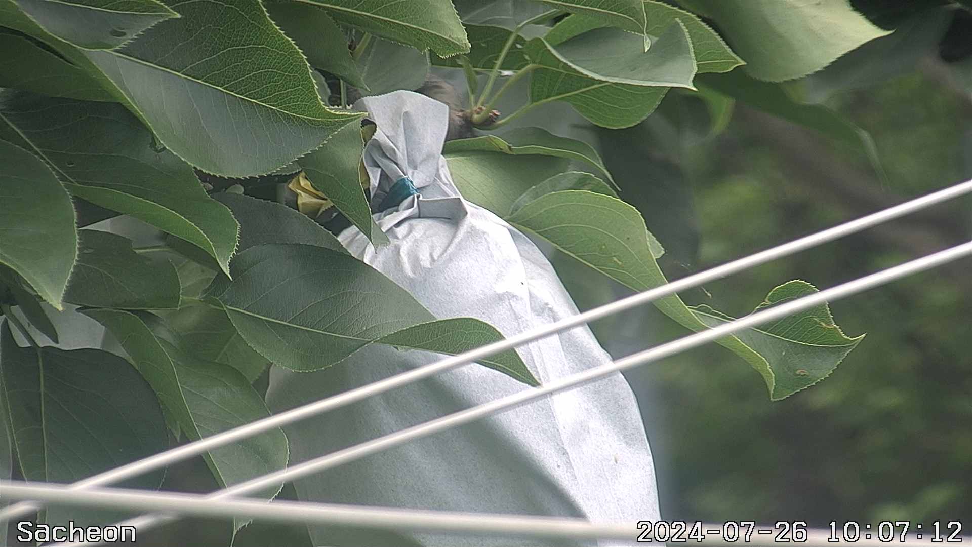 20240726 7번째 과원영상이미지