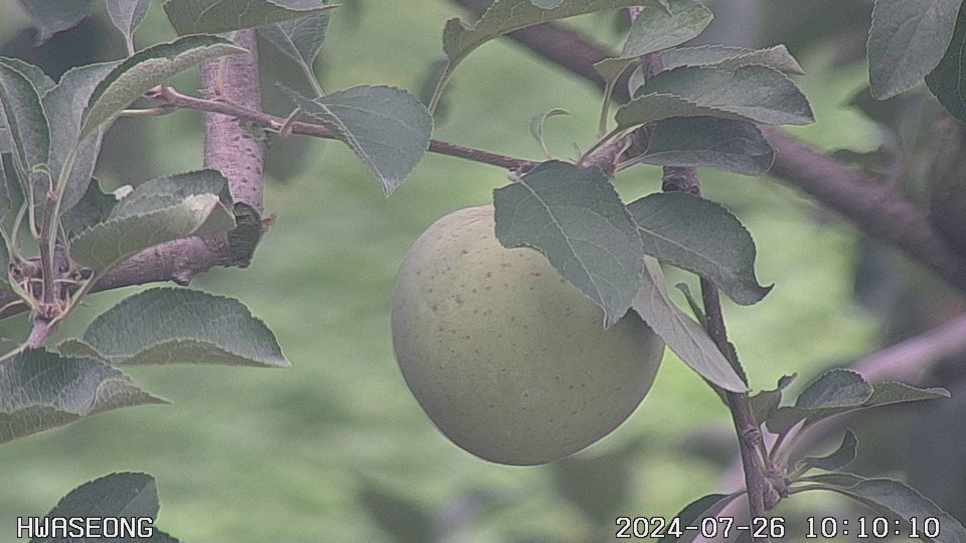 20240726 10번째 과원영상이미지