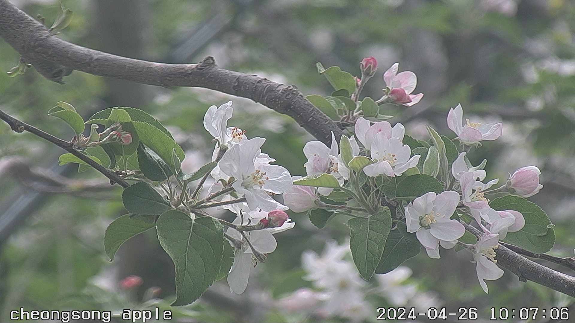 경북청송(사과) 2024-04-26 사진