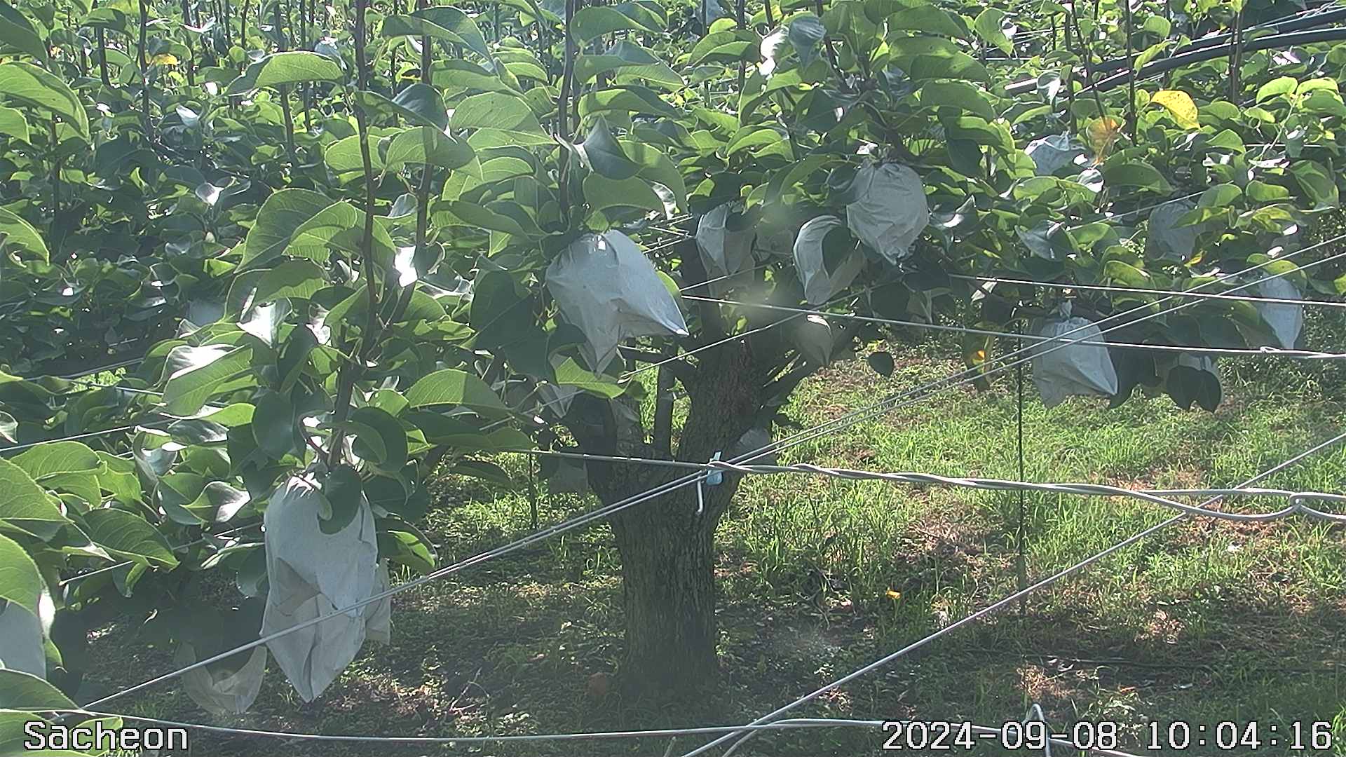 20240908 4번째 과원영상이미지