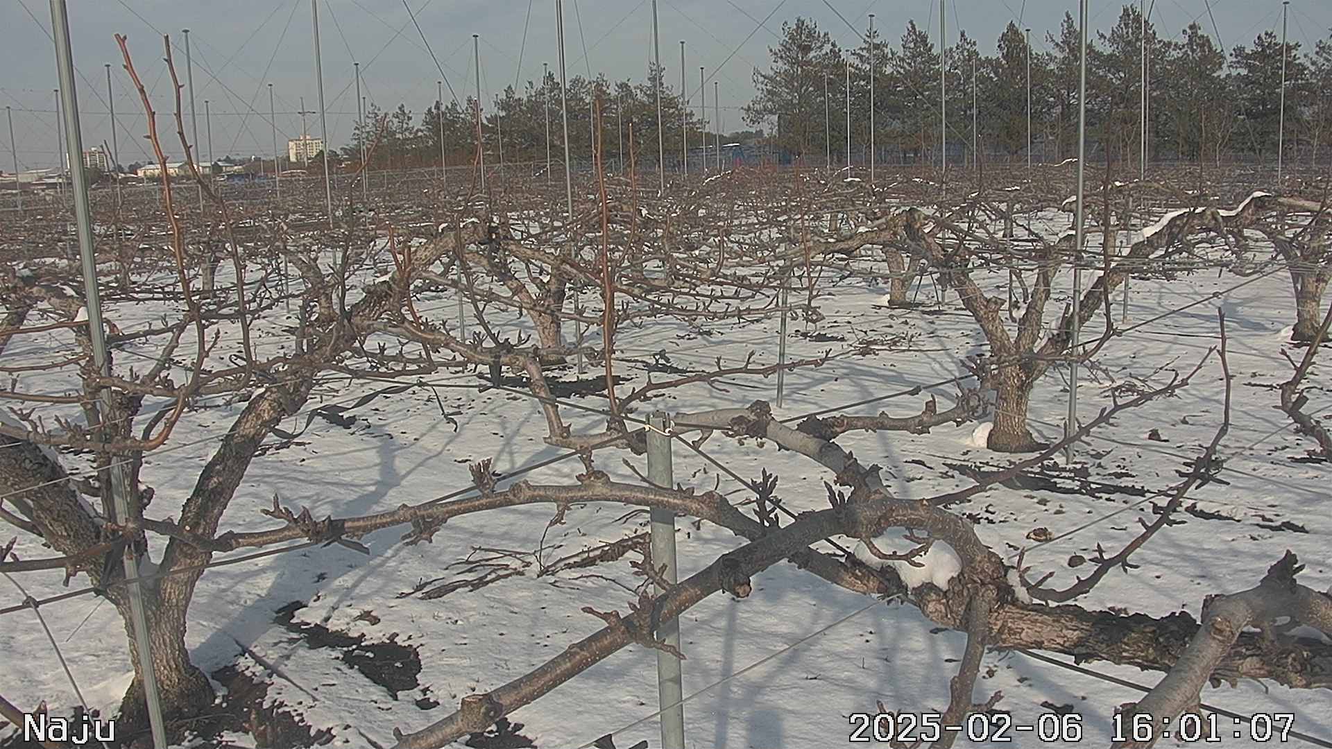 20250206 12번째 과원영상이미지