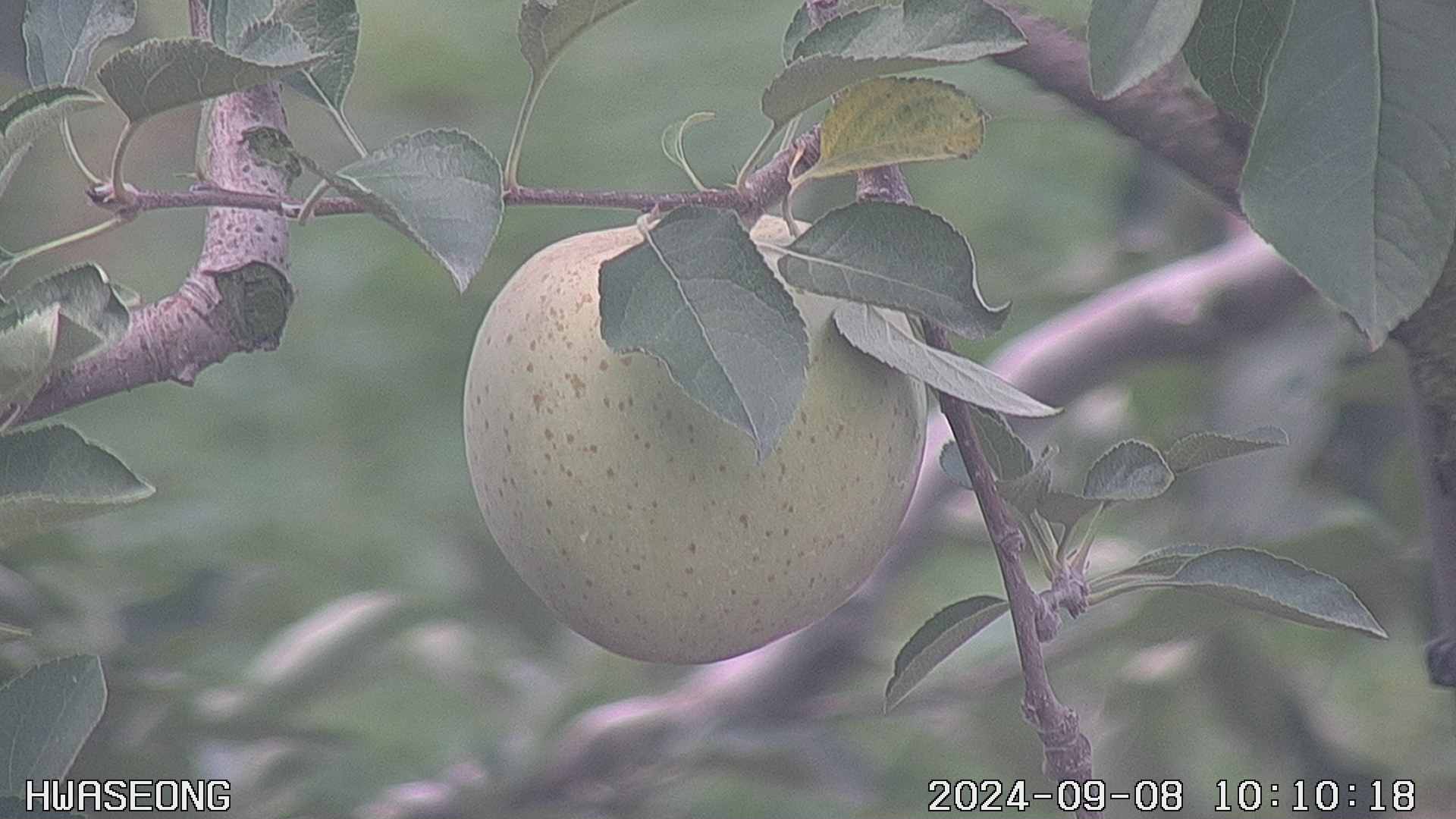 20240908 10번째 과원영상이미지