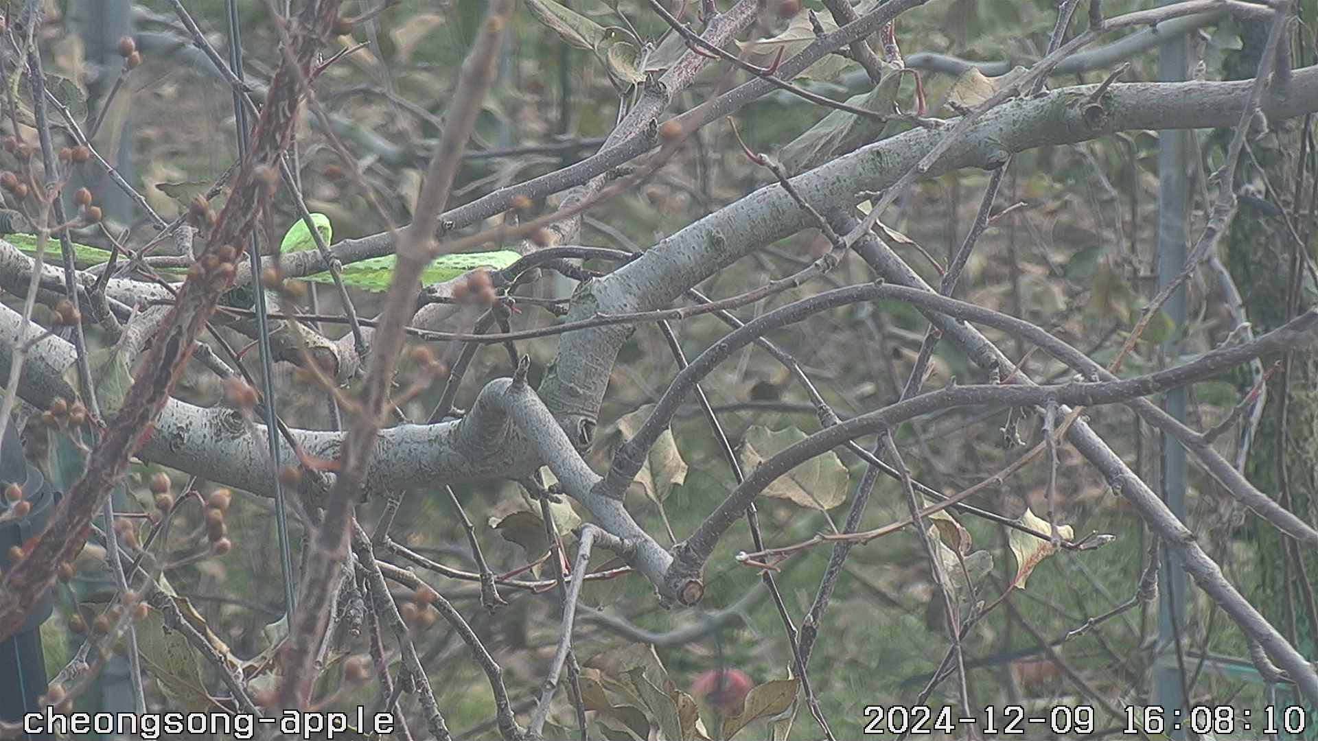 20241209 19번째 과원영상이미지