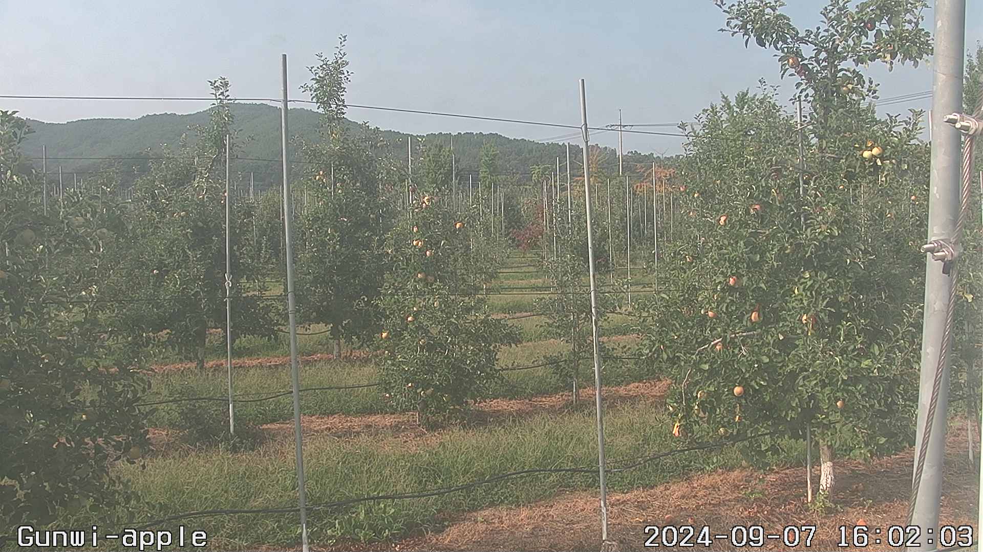 20240907 12번째 과원영상이미지