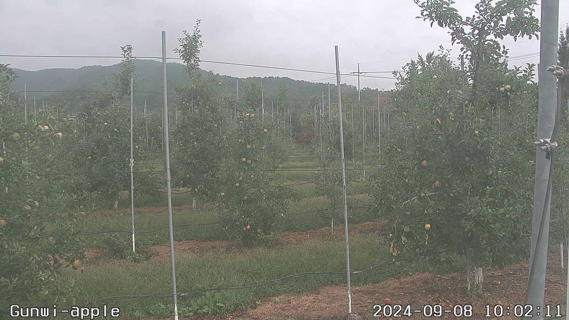 20240908 2번째 과원영상이미지